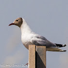 Black-headed Gull; Gaviota Reidora