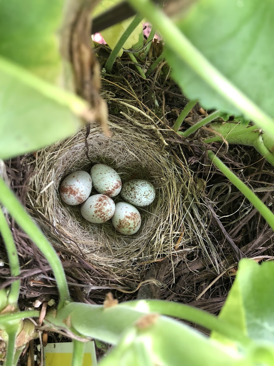 Dark-eyed Junco eggs