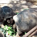 Aldabra Giant Tortoise