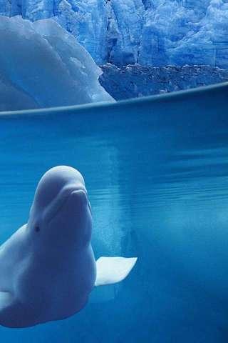 Beluga whale Puzzle