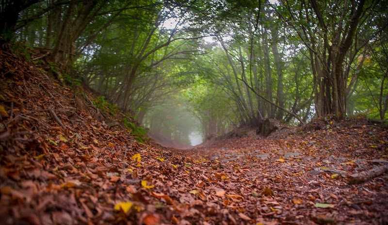 La strada nel bosco di renatoxxx