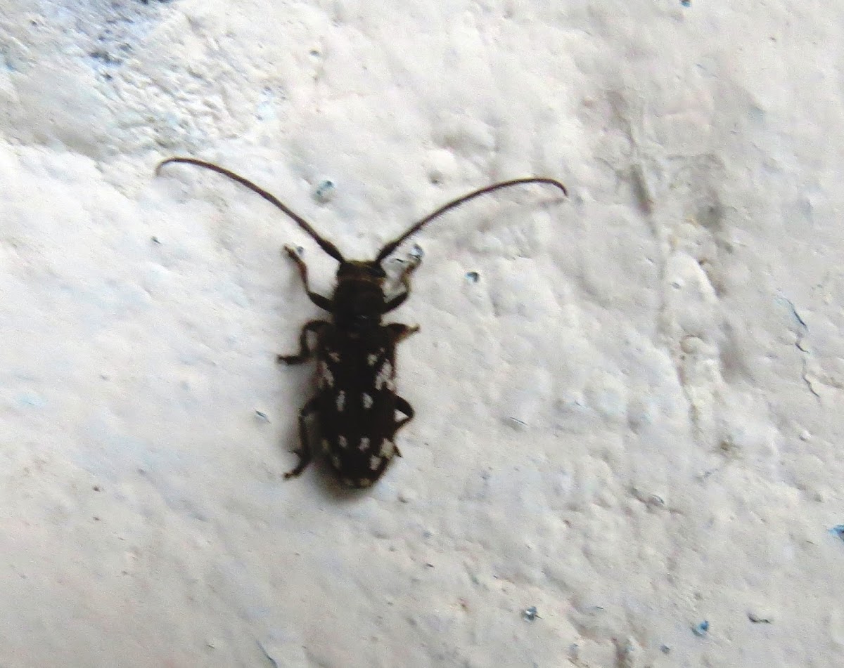 Gourd Longhorn Beetle