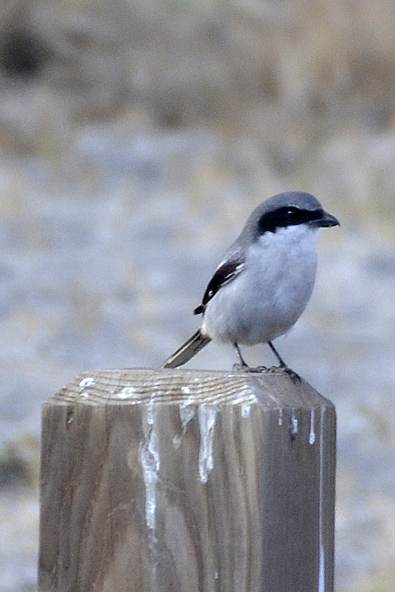 Island Loggerhead Shrike