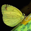 Common Grass Yellow