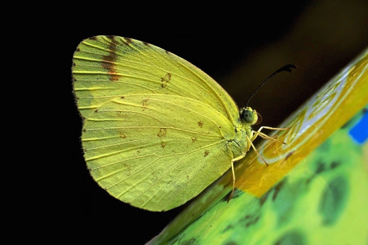 Common Grass Yellow