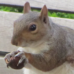 Link Manager Squirrel Apk