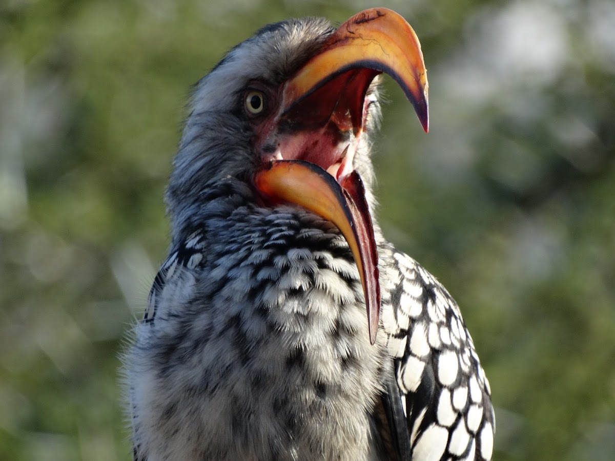 Yellow billed Hornbill