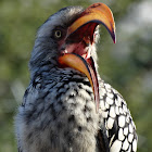 Yellow billed Hornbill