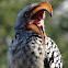 Yellow billed Hornbill