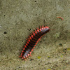 Red-sided Flat Millipede