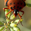 Ectophasia parasitic fly eggs