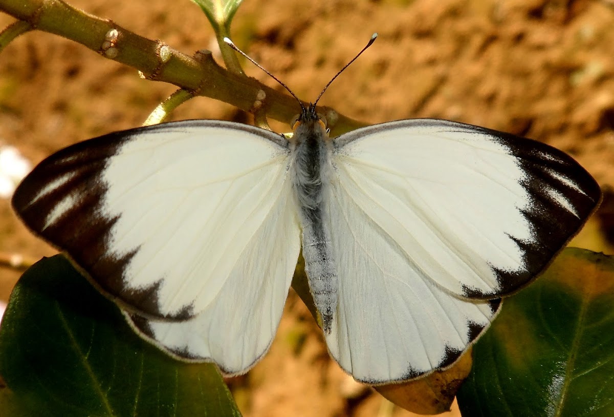 Great southern white