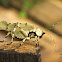 Lichen-mimicking Katydid