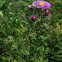 New England Aster