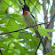 Rose-breasted Grosbeak - Male