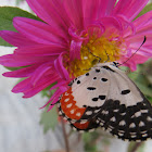 Red Pierrot Butterfly