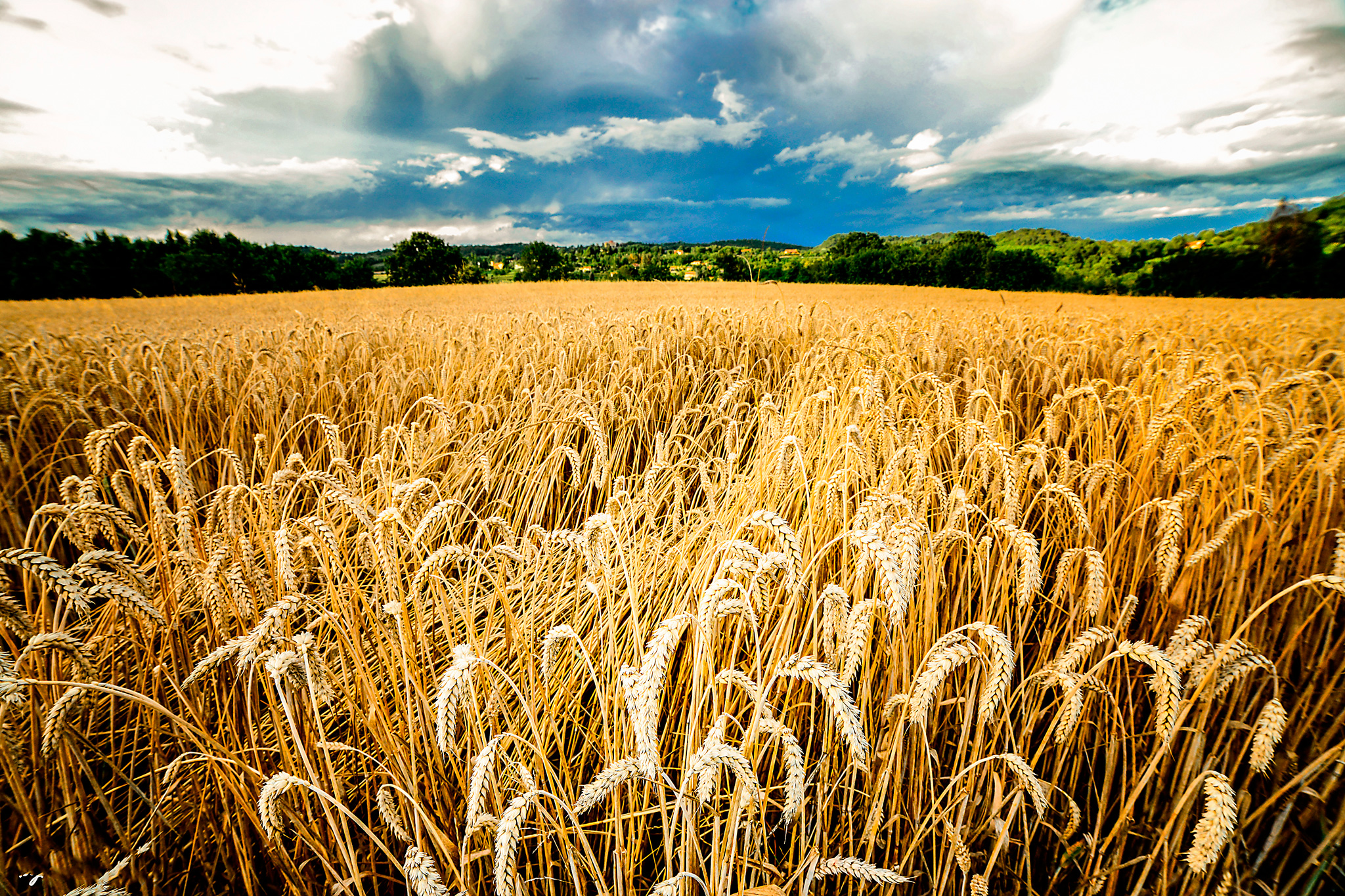 Campo di Grano di si