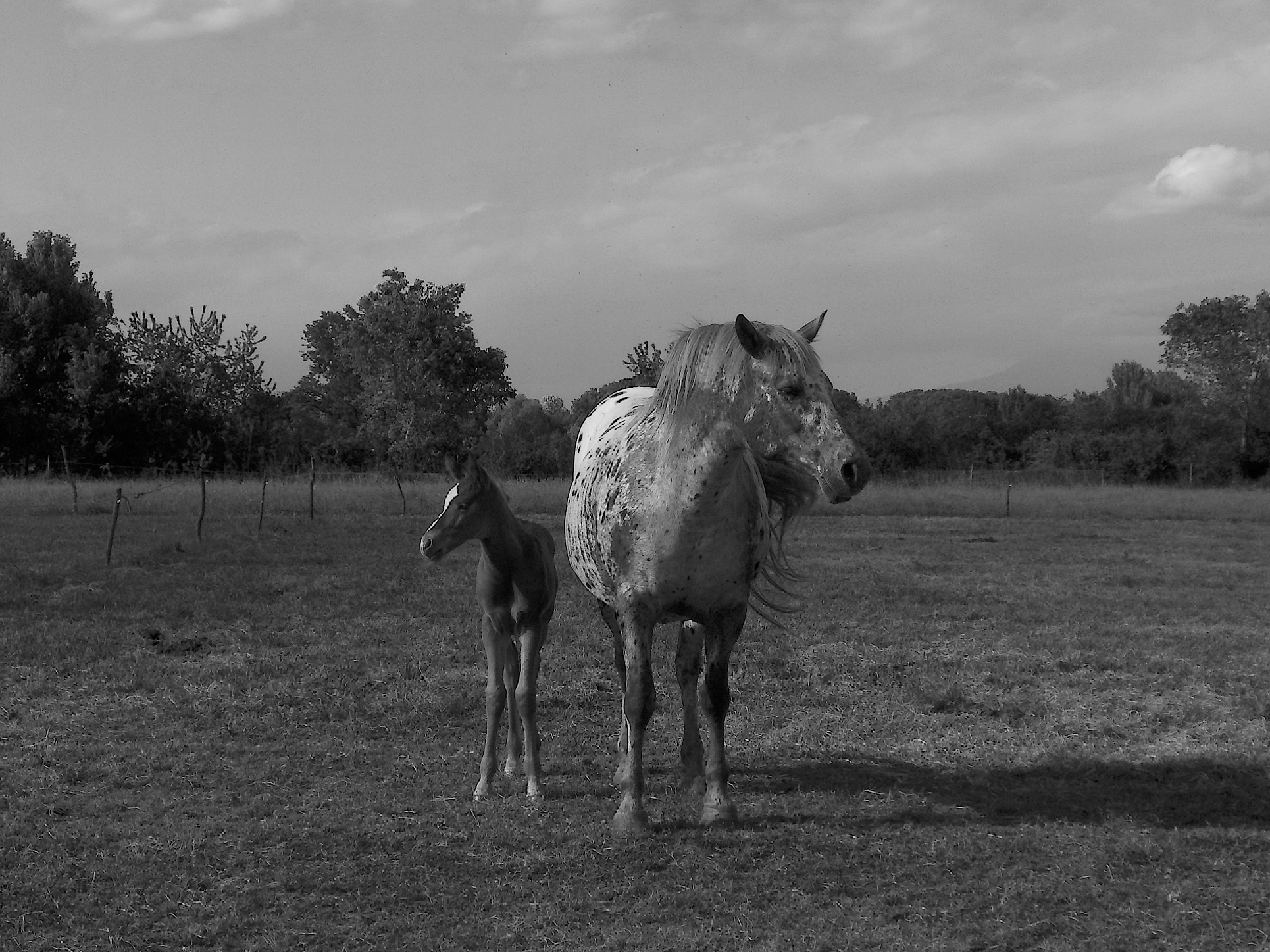 madre e figlia di flori