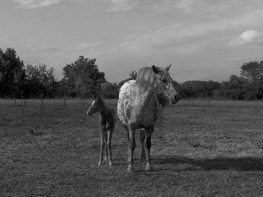 madre e figlia di flori