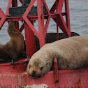 Steller's Sea Lion