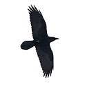 Common Raven