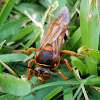 Eastern cicada killer