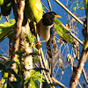 Red-billed blue magpie