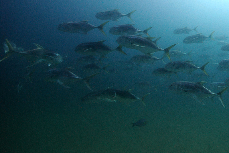 Pacific crevalle jack