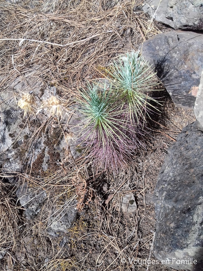 Roques La Gomera - descente sous les pins, ruta 17