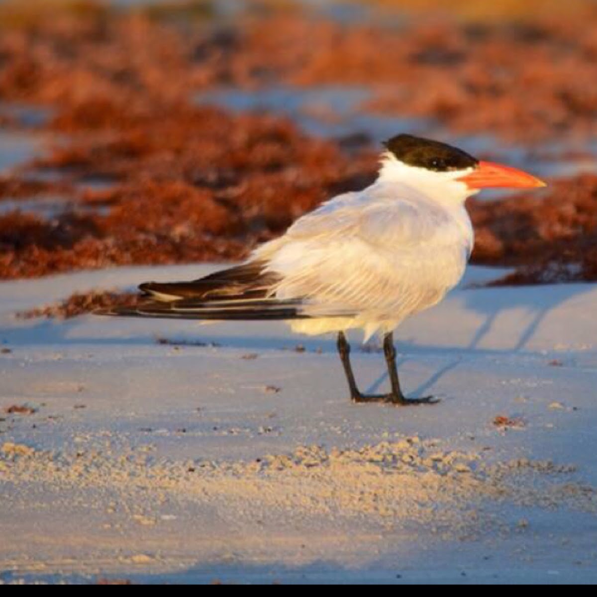 Caspian tern