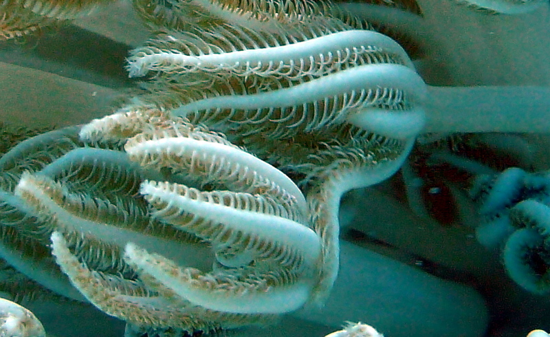 Pulsing Coral