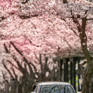 スイフトスポーツ ZC33S