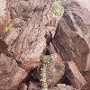 Black Tailed Rattlesnake