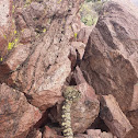 Black Tailed Rattlesnake