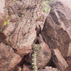 Black Tailed Rattlesnake