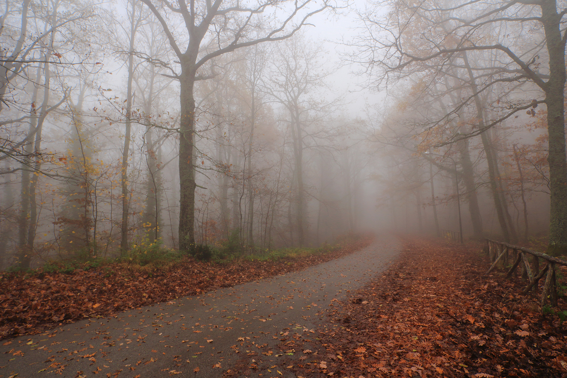 autunno nebbioso di rino_savastano