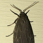 Uniform Lichen Moth