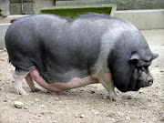 A pot-bellied pig. File picture.