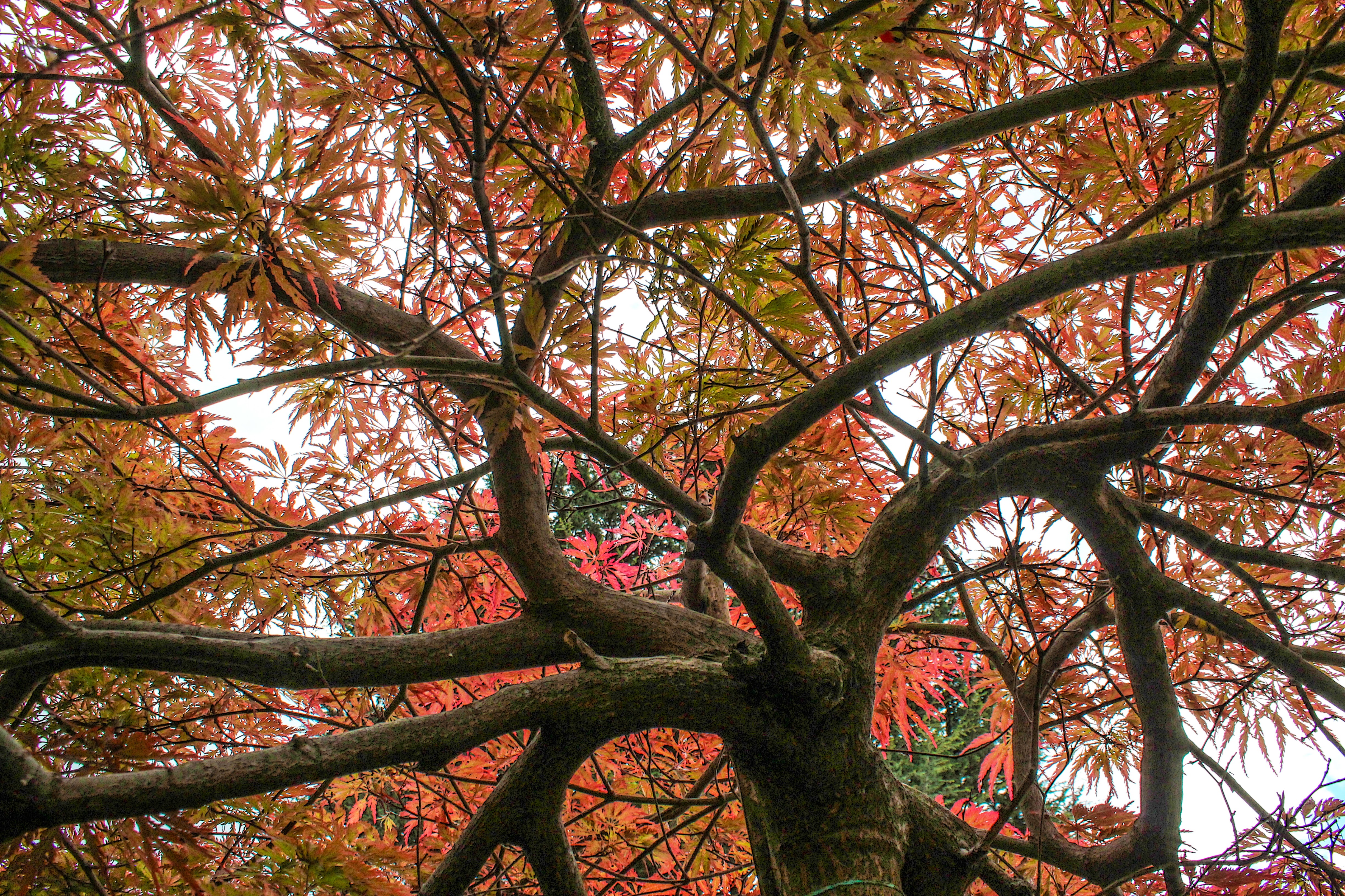 Acero autunnale di LB foto