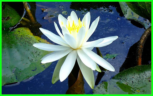 Water Lily Flower