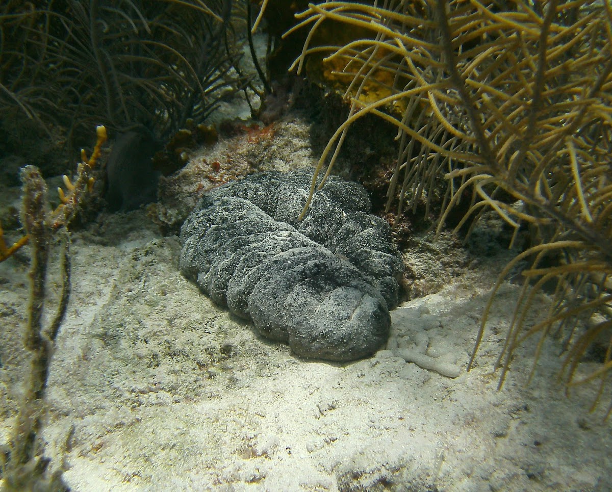 Donkey dung sea cucumber