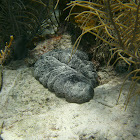 Donkey dung sea cucumber