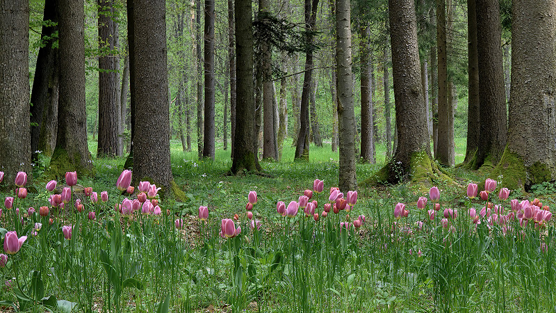 Il bosco in primavera di Nevio Saule