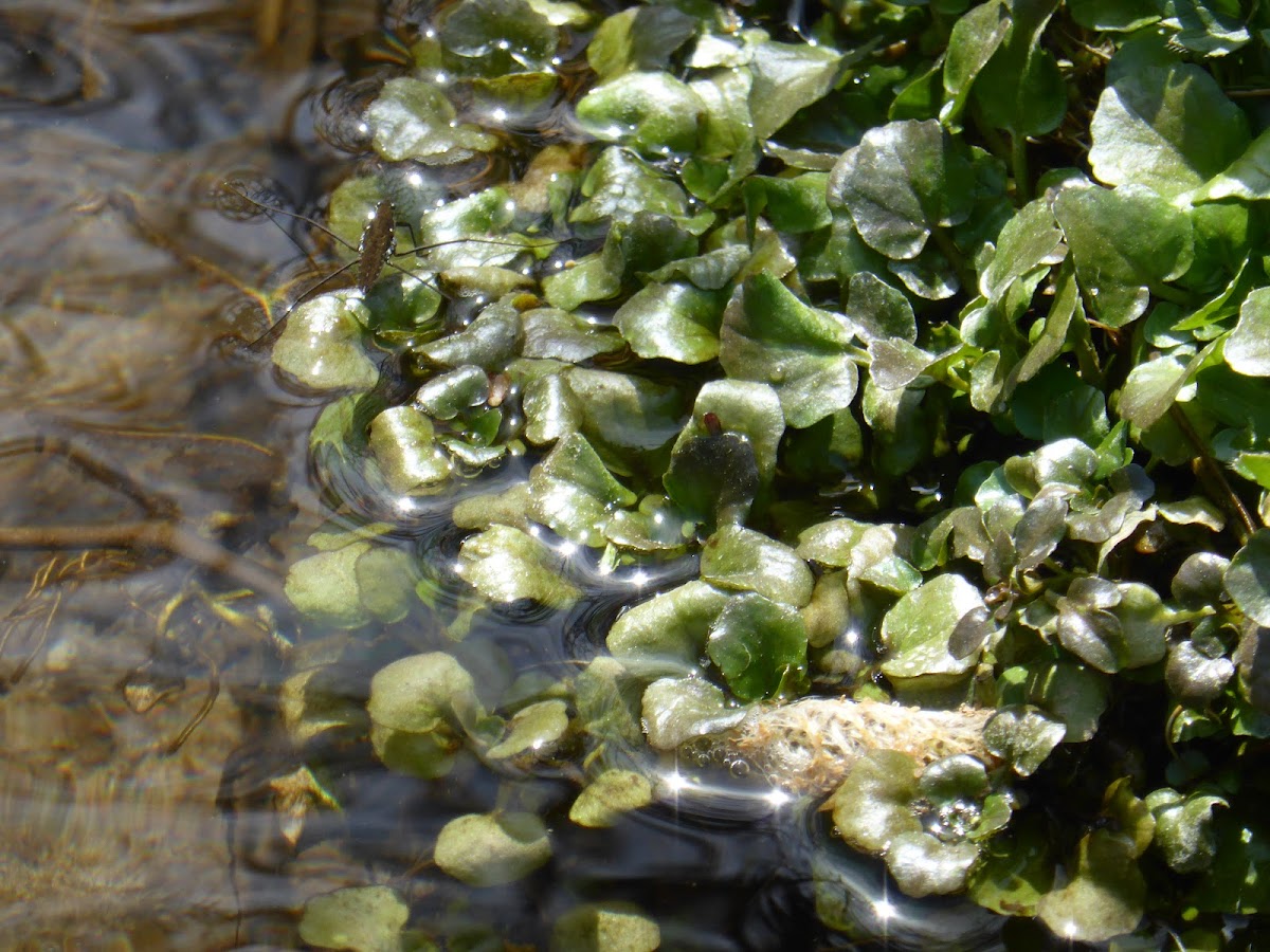 Watercress