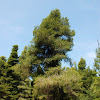 Aleppo pine