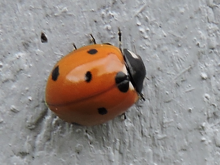 Seven-spotted Lady Beetle