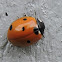 Seven-spotted Lady Beetle