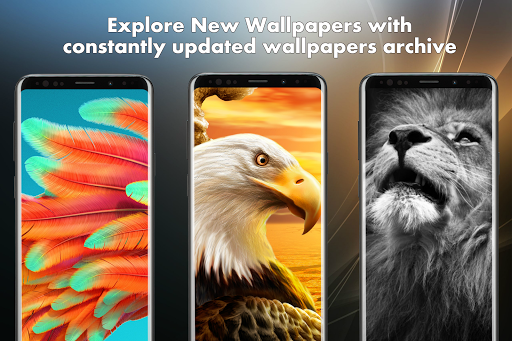 ? Animal Wallpapers HD  4K Animal Backgrounds