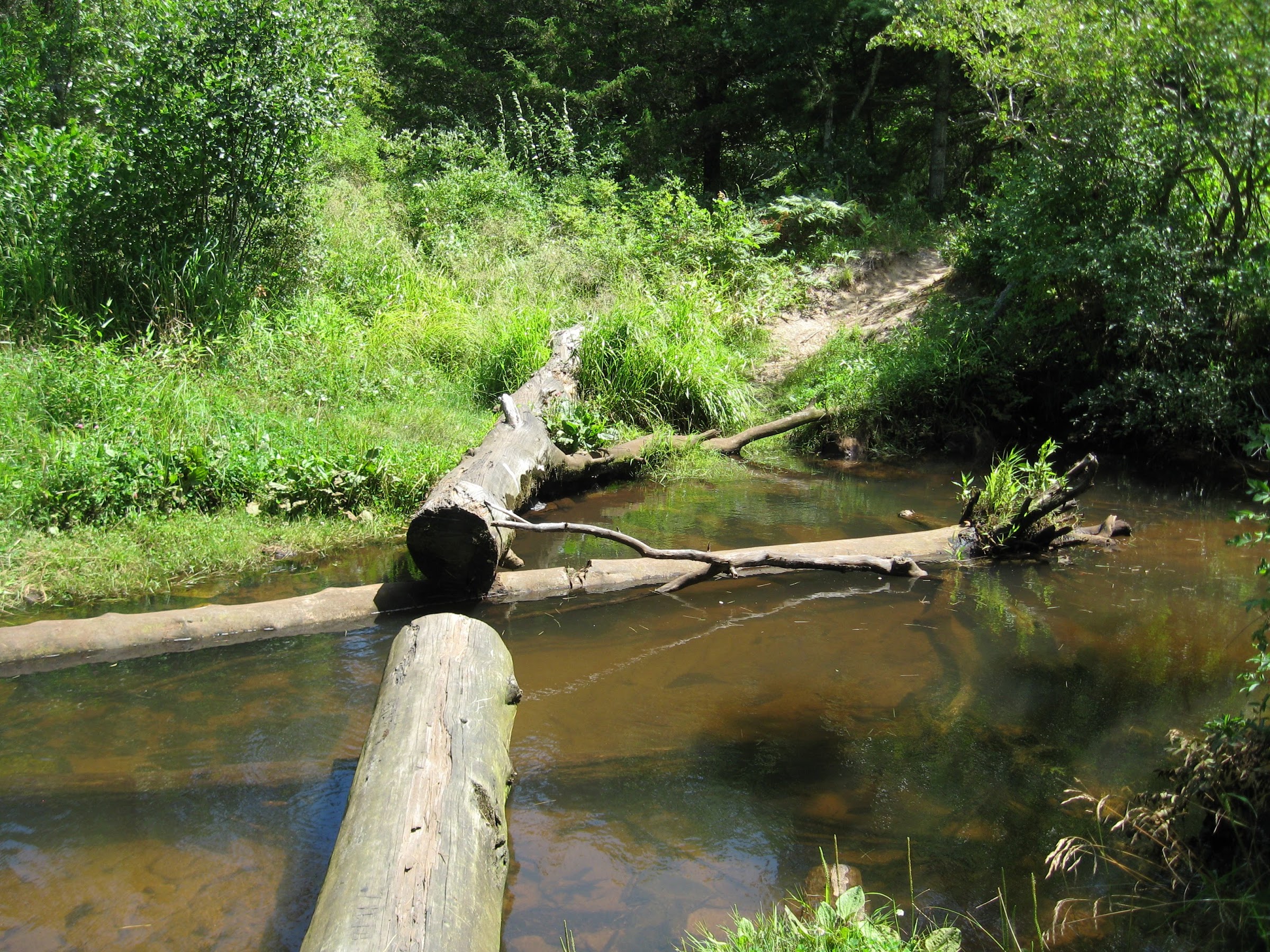 Fallen log over Red Brook at the Lyman Reserve