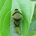 Green-washed Swallowtail Caterpillar